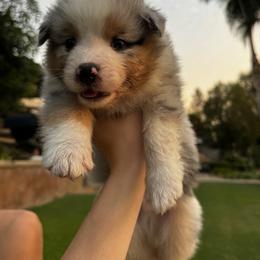 Boy 1 - male Australian Shepherd puppy in Villa Park, California from C-Star Australian Shepherds