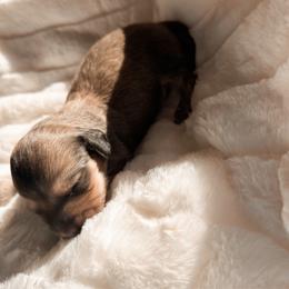 Werther - Cream male Dachshund puppy in San Diego, California from Enchantables