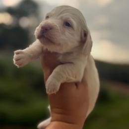 Kermitt - Cream male Dachshund puppy in Conway, Missouri from Ozark Mountain Kennel