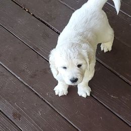 Golden Retriever Puppies from Golden Meadows