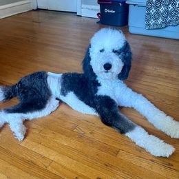 Snoopy - Black and white Sheepadoodle puppy in Chicago, Illinois from Chicago Sheepadoodles