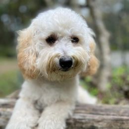 Cockapoos from Rosie's Cockapoo Pups