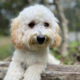 Cockapoos from Rosie's Cockapoo Pups