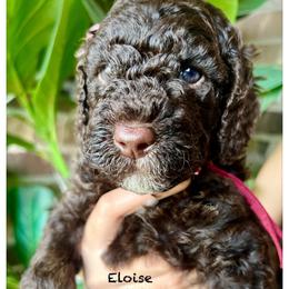 ELOISE - Chocolate female Goldendoodle puppy in Houston, Texas from Pia’s Doodle Poodle Wag