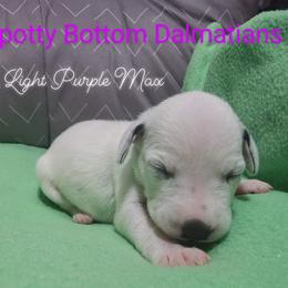 Dalmatian Puppies from Spotty Bottom Dalmatians