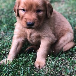 Golden Retriever Puppies from Bella Mia Goldens