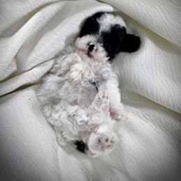Poodle Puppies from Upper Echelon