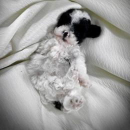 Poodle Puppies from Upper Echelon