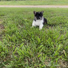 Pembroke Welsh Corgi Puppies from Twisted Little Corgis