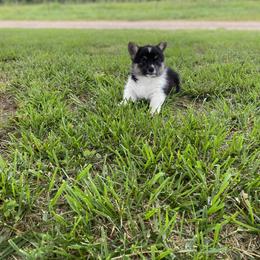 Pembroke Welsh Corgi Puppies from Twisted Little Corgis
