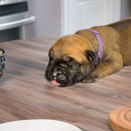 Purple - Red female Bullmastiff puppy in Cedar Creek, Texas from Burns Family Ranch " BFR Bullies"