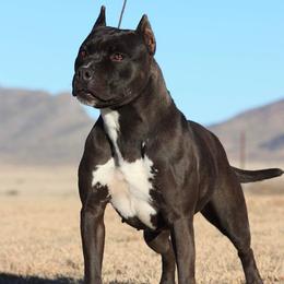 Emma - American Pit Bull Terrier