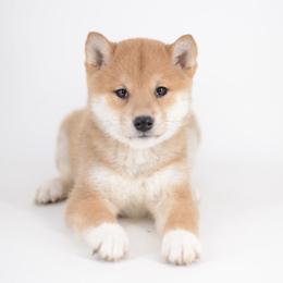 Girl 2 - Red female Shiba Inu puppy in Neosho, Missouri from Sunny Terrace Shibas