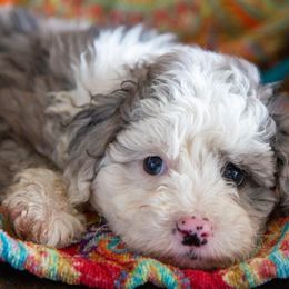 Aussiedoodle and Goldendoodle Puppies from Goldendoodledoo