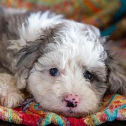 Aussiedoodle and Goldendoodle Puppies from Goldendoodledoo