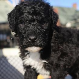Matthew - Black and white male Portuguese Water Dog puppy in Hamptonville, North Carolina from Alabama Havanese Kennel Tidewater Kennel