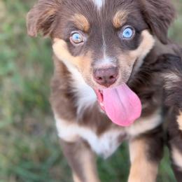 Dandelion - Red tri female Miniature Australian Shepherd puppy in Ellendale, North Dakota from Ark Acres Kennels