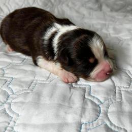 Leo - Red tri male Miniature Australian Shepherd puppy in Hokes Bluff, Alabama from Alegria Toy Aussies