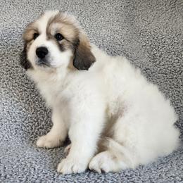 Molly - Pink collar - White and badger female Great Pyrenees puppy in Monmouth, Maine from Flewelling Great Pyrenees
