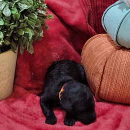 Poodle Puppies from Ma-n-Pawz