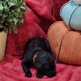 Poodle Puppies from Ma-n-Pawz