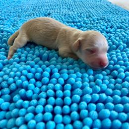Popcorn - Cream male Dachshund puppy in Wolf Lake, Indiana from Canisteo Dachshunds