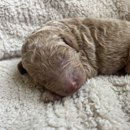 Rémi - Caramel male Labradoodle puppy in Lowville, New York from Adirondack Labradoodles