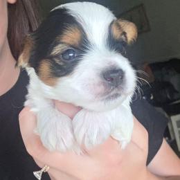 Jax - Parti male Yorkshire Terrier puppy in Lakeland, Florida from You Me & The Yorkies