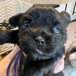 Purple collar - Tootsie - Black and white female Shorkie puppy in Mays Landing, New Jersey from Fancy Paws Shorkies & Shih Tzus
