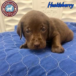 Huckleberry - Chocolate male Labrador Retriever puppy in Elloree, South Carolina from Moonlight Kennels LLC