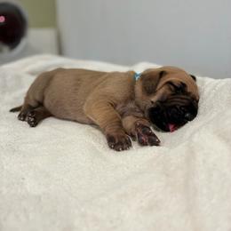 Mojito - Fawn female Great Dane puppy in Marble Falls, Texas from Notorious Great Danes