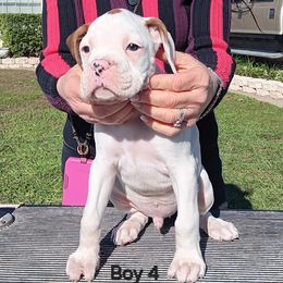 Boy 4 - white - White male Boxer puppy in Morriston, Florida from Like The Wind Boxers