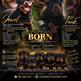Black boy - Black and mahogany male Rottweiler puppy in Lake City, Florida from Haus Der Wut Kennels