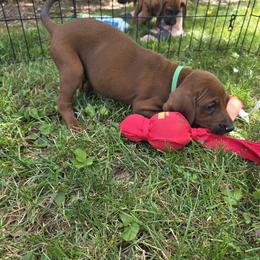Boy 1 - male Redbone Coonhound puppy in Hustontown, Pennsylvania from Triple I Redbones