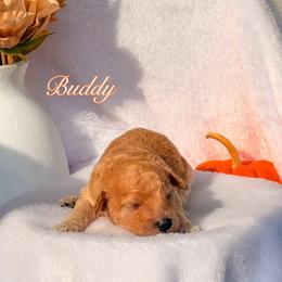 Buddy - Apricot male Goldendoodle puppy in Urbana, Illinois from ZaraDoodles