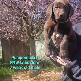 Boy 7 - Chocolate Labrador Retriever puppy in Rogue River, Oregon from PNW Labradors