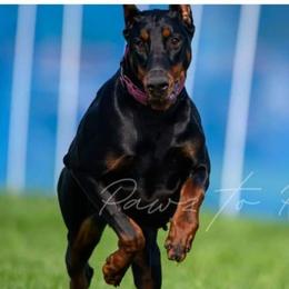 Doberman Pinscher Puppies from Double Take Doberman Kennels