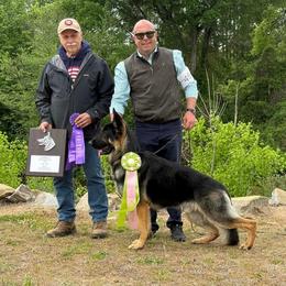 German Shepherd Puppies from Patmar German Shepherds