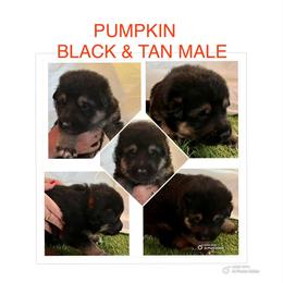 Pumpkin - Black and tan male German Shepherd puppy in Blairsville, Georgia from Black Sheep German Shepherds