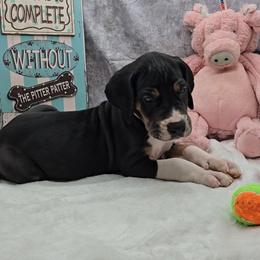 Dr. Finklestein - Mantle male Great Dane puppy in Caldwell, Idaho from Miner's Dynamic Danes