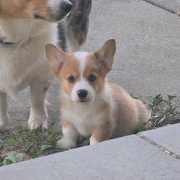 Chubbs - Sable merle and white male American Corgi puppy in Brownstown, Indiana from Brave Country Kennels
