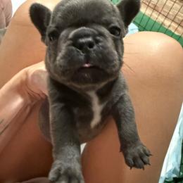 Silver - Blue male French Bulldog puppy in Union City, Tennessee from West Tennesse Frenchies