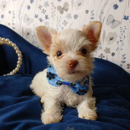 King Gemini - Parti male Yorkshire Terrier puppy in Humble, Texas from Marnax Yorkshire Babies