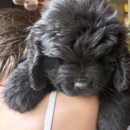 Puppy girl pink blue - Black female Newfoundland puppy in St Cloud, Minnesota from BurningEmbers