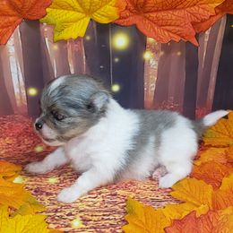 Dior - Blue merle male Pomeranian puppy in Weatherford, Texas from Jeweled Poms
