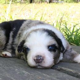 Poppy - Blue merle male Australian Shepherd puppy in Macon, Georgia from Shaina’s Shepherds