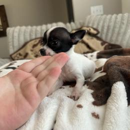 Paris (3 pounds full grown) - Black and white female Chihuahua puppy in Alvord, Texas from Gift of Gods Favor