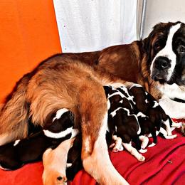 Saint Bernard Puppies from Southern Saints