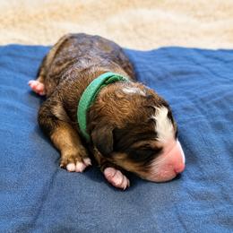 Poe - Brown and white male Bernedoodle puppy in Springville, Utah from Oodles of Bernedoodles