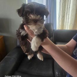 Boy 3 - Chocolate male Havanese puppy in Melba, Idaho from Lawson Havanese